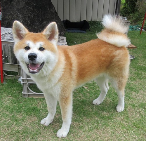 レオンベルガーと秋田犬