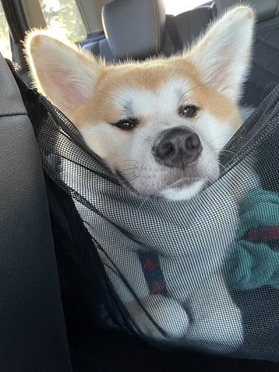 レオンベルガーと秋田犬