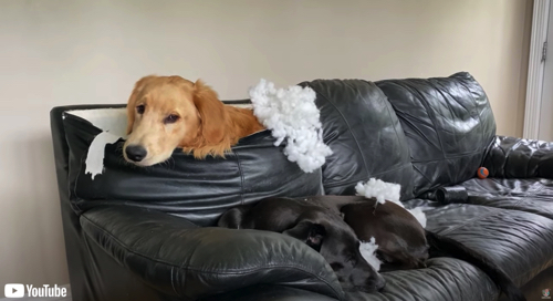 ソファを台無しにしたワンコ