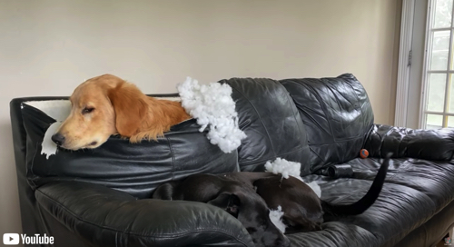 ソファを台無しにしたワンコ