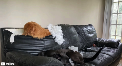 ソファを台無しにしたワンコ