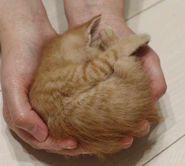 猫 アンモニャイト 手のひらサイズ とんかつちゃん