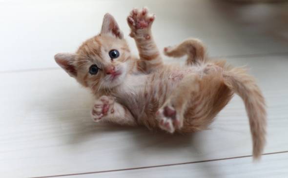 猫 アンモニャイト 手のひらサイズ とんかつちゃん