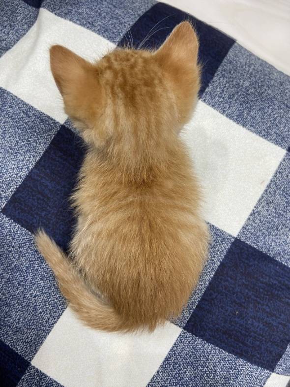 猫 アンモニャイト 手のひらサイズ とんかつちゃん