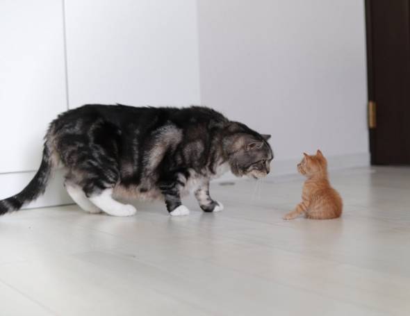 猫 アンモニャイト 手のひらサイズ とんかつちゃん