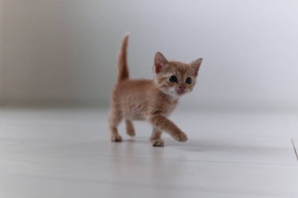 猫 アンモニャイト 手のひらサイズ とんかつちゃん