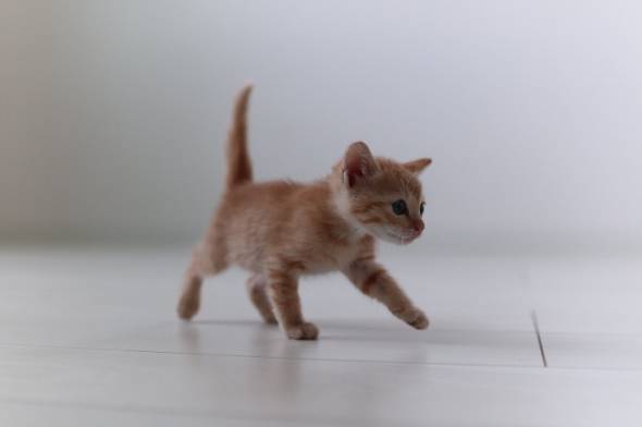 猫 アンモニャイト 手のひらサイズ とんかつちゃん