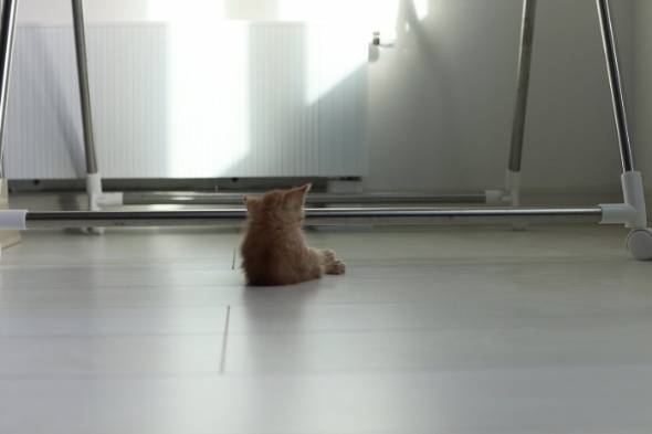 猫 アンモニャイト 手のひらサイズ とんかつちゃん