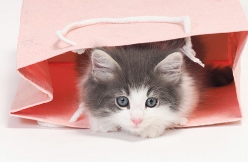 ペット手帳 ベストショット