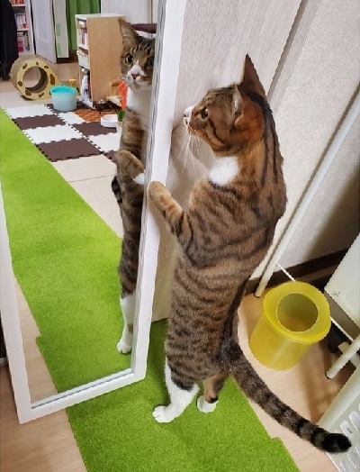 ペット手帳 ベストショット