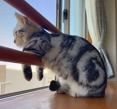 ペット手帳 ベストショット