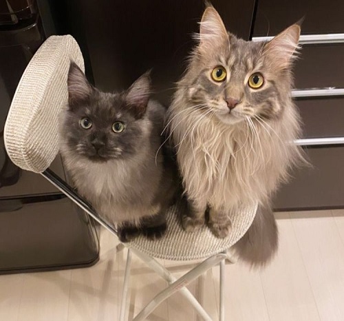 ペット手帳 ベストショット