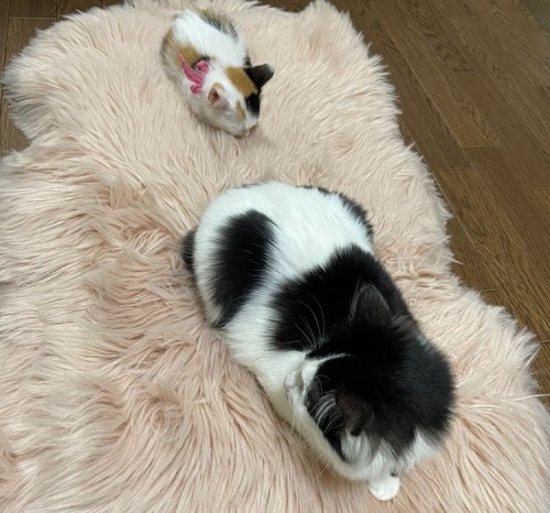 ペット手帳 ベストショット