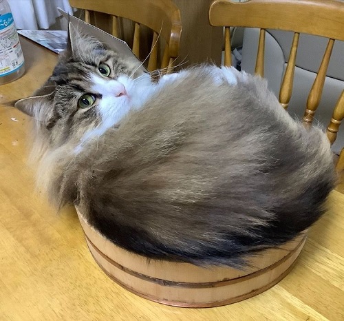 ペット手帳 ベストショット