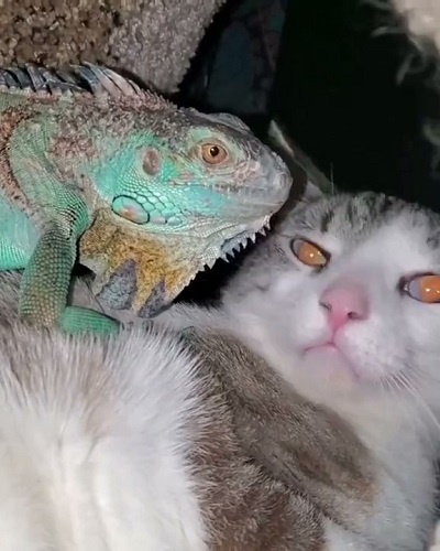 猫とイグアナ