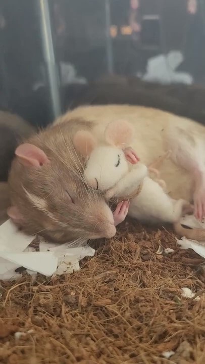 ネズミ