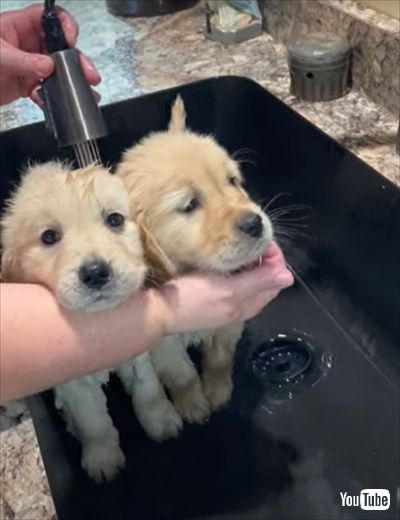 スパが気持ちよさそうな子犬たち