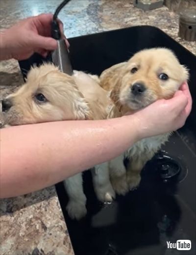 スパが気持ちよさそうな子犬たち