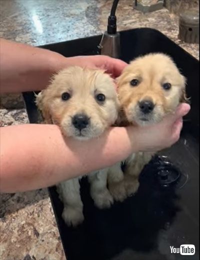 スパが気持ちよさそうな子犬たち