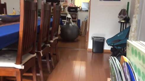 バランスボール 乗る 犬 ドッグ パルクール