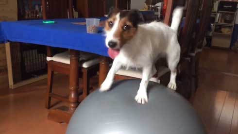 バランスボール 乗る 犬 ドッグ パルクール