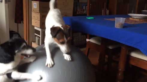 バランスボール 乗る 犬 ドッグ パルクール