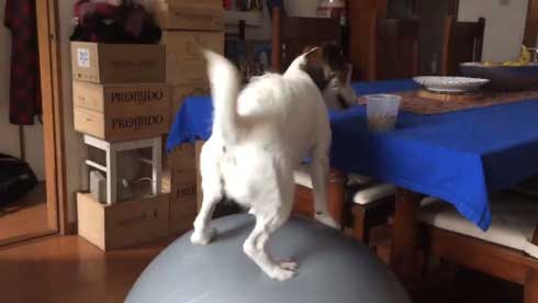 バランスボール 乗る 犬 ドッグ パルクール