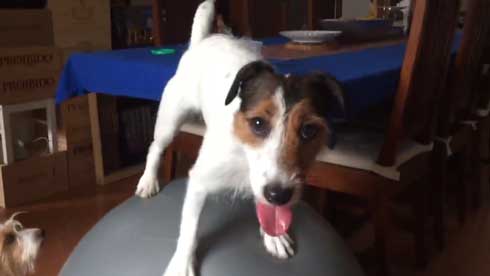 バランスボール 乗る 犬 ドッグ パルクール