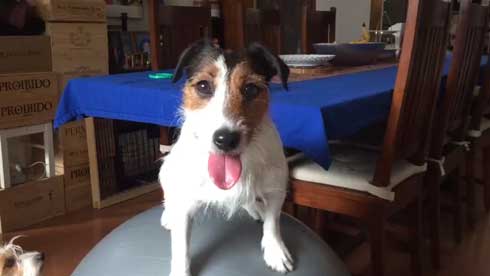 バランスボール 乗る 犬 ドッグ パルクール