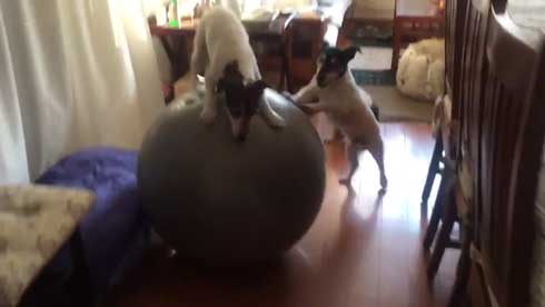 バランスボール 乗る 犬 ドッグ パルクール