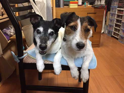 バランスボール 乗る 犬 ドッグ パルクール