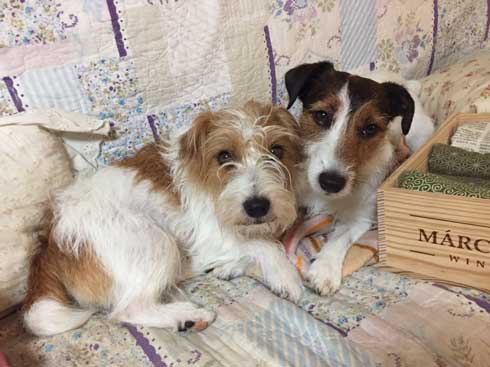 バランスボール 乗る 犬 ドッグ パルクール