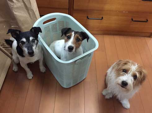 バランスボール 乗る 犬 ドッグ パルクール