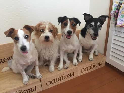 バランスボール 乗る 犬 ドッグ パルクール