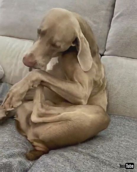 「Baby Sucks Their Toes Imitating Dog Who Was Licking Their Paw - 1197722」