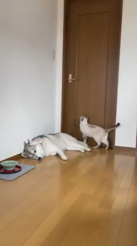 ドアに狙いを定める猫ちゃん