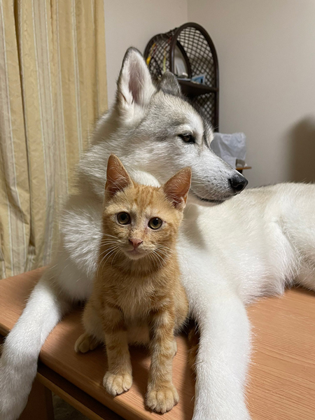 子猫とユキちゃん