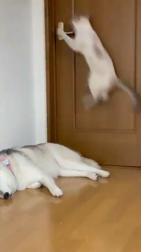 猫ちゃんジャンプ
