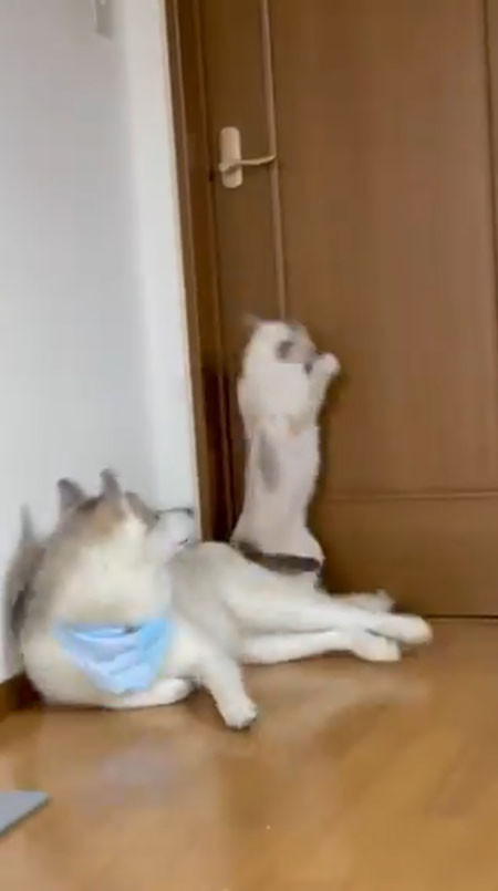 猫ちゃん着地