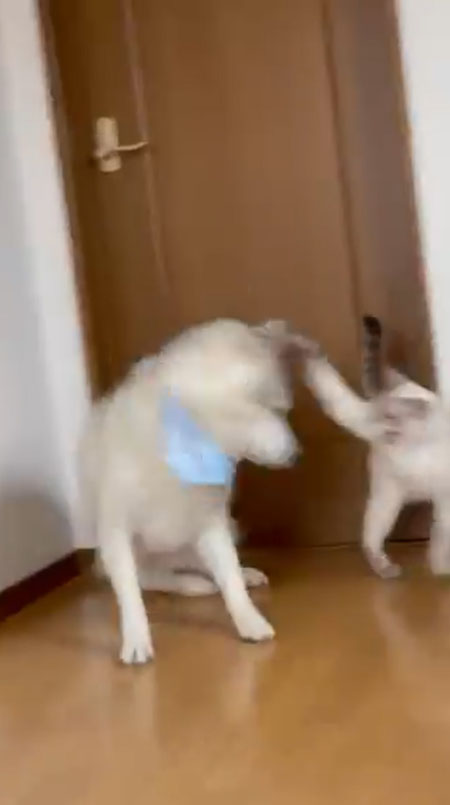 猫パンチ