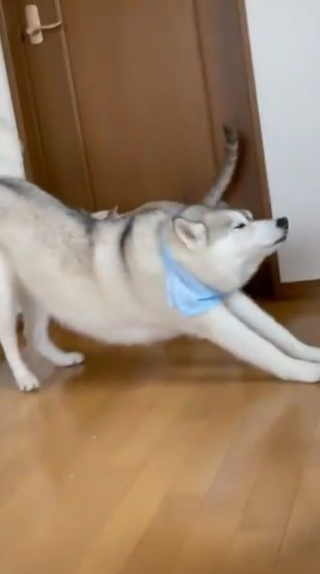 伸びをするユキちゃん