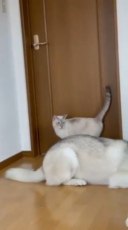 冷静になった猫ちゃん