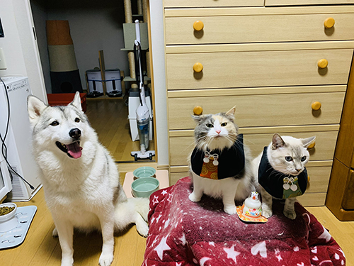 ユキちゃんと服を着た猫ちゃんズ