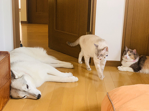 怒る猫ちゃんとユキちゃん