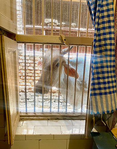 東風 (コチ)インドの漫画さん