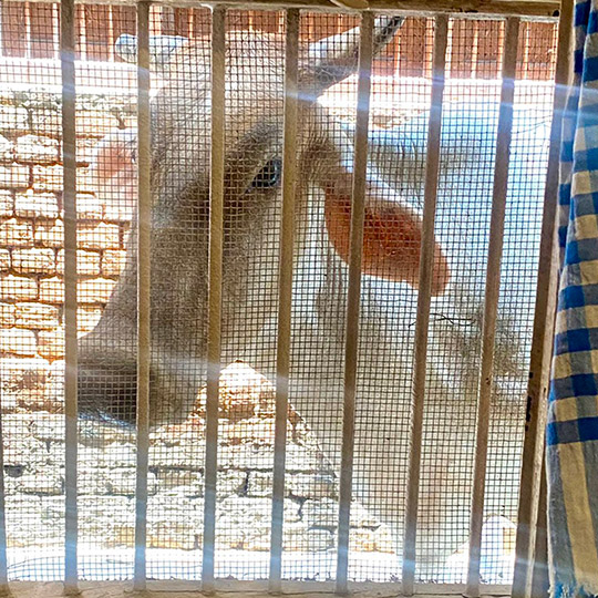 東風 (コチ)インドの漫画さん