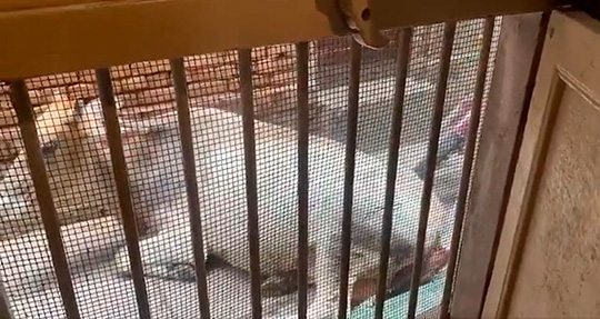 東風 (コチ)インドの漫画さん