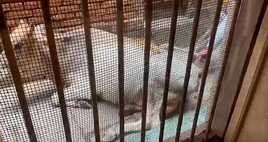 東風 (コチ)インドの漫画さん