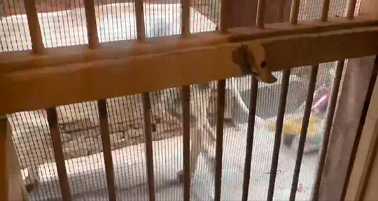 東風 (コチ)インドの漫画さん