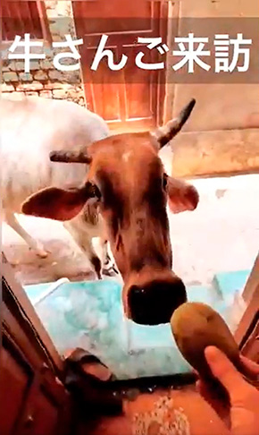 東風 (コチ)インドの漫画さん